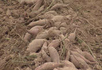 Louisiana sweet potato crop looks promising